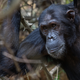 Un chimpancé macho. Steffen Forestier / Shutterstock
